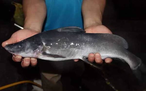 长吻鮠能长多大?