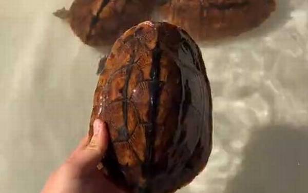 三线闭壳龟是什么龟?