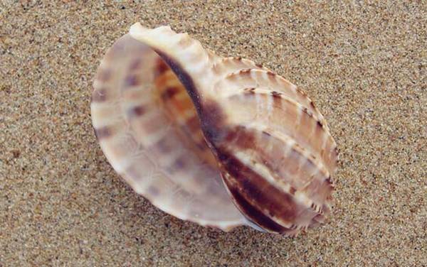 竖琴螺是什么螺?