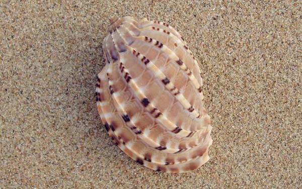 竖琴螺是什么螺?