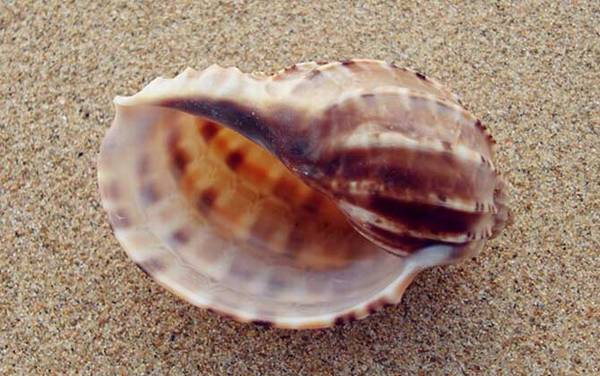 竖琴螺是什么螺?