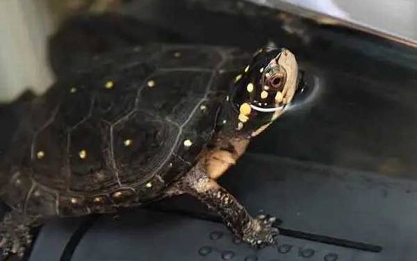 水龟种类名称及图片大全