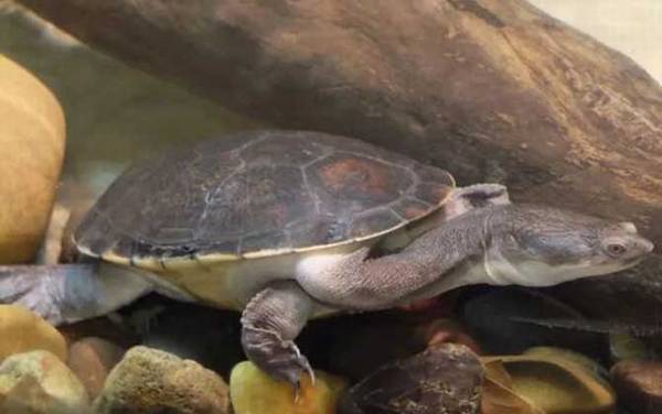 水龟种类名称及图片大全