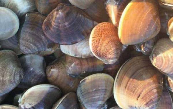 沙白是什么动物?