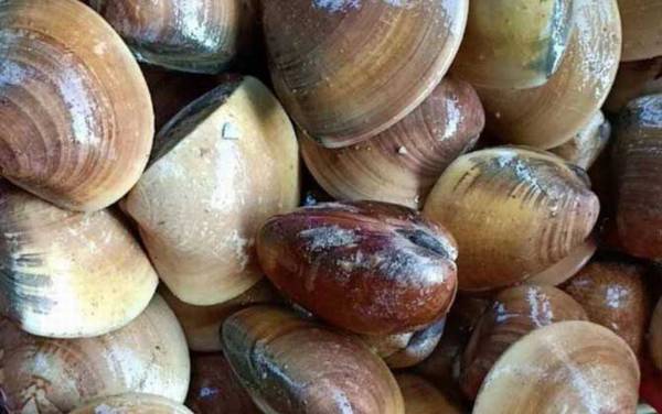 沙白是什么动物?