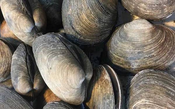 沙螺是什么动物?