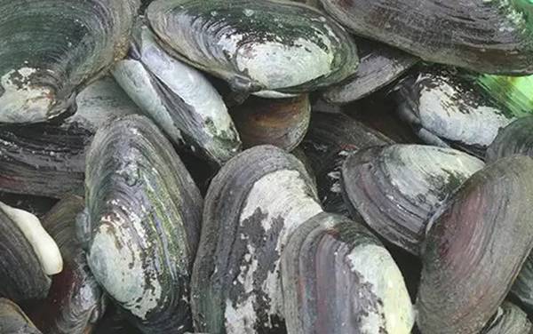 沙螺是什么动物?