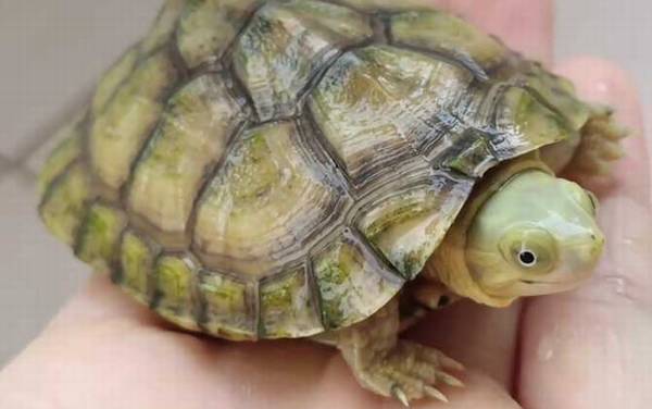 石板龟是什么龟?