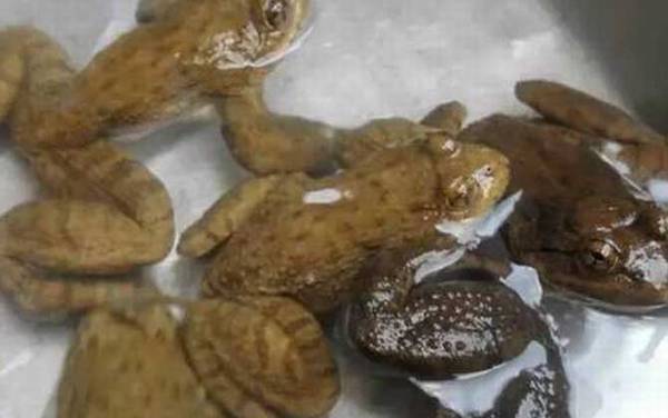 石蚌是什么动物?