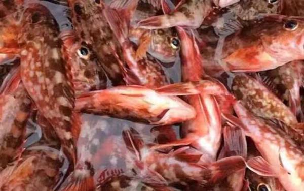 石九公是什么鱼?