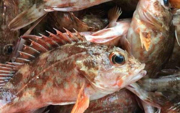 石九公是什么鱼?