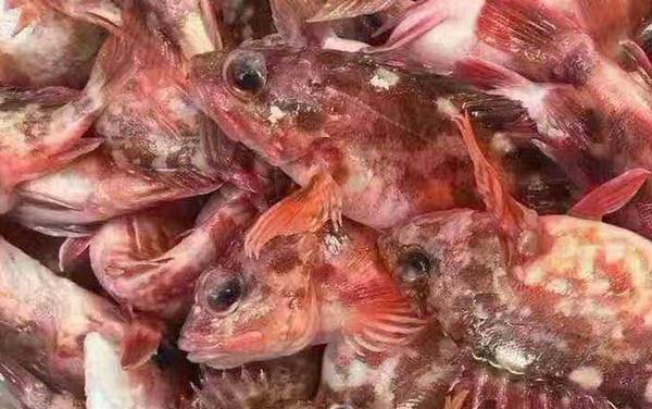 石九公是什么鱼?