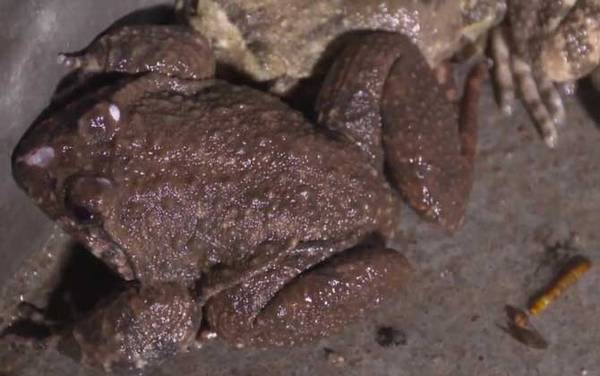 石蛙是什么动物?