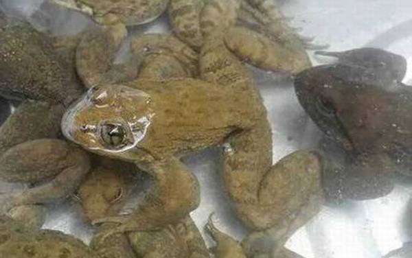 石蛙是什么动物?