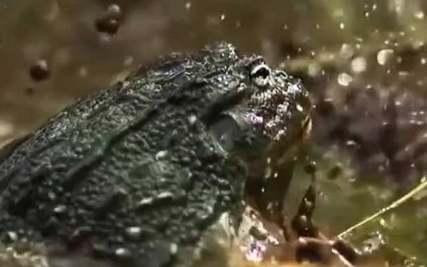 食人蛙是什么动物?