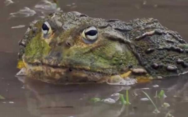 食人蛙是什么动物?