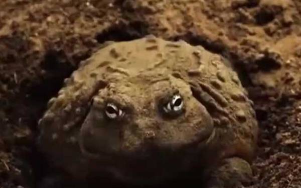 食人蛙是什么动物?