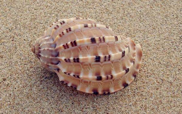 竖琴螺是什么螺?