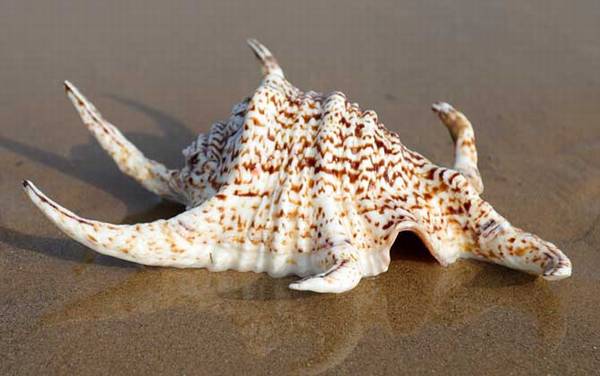 水字螺是什么螺?