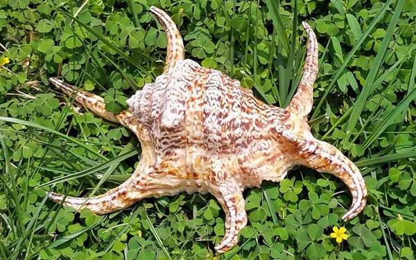 水字螺是什么螺?