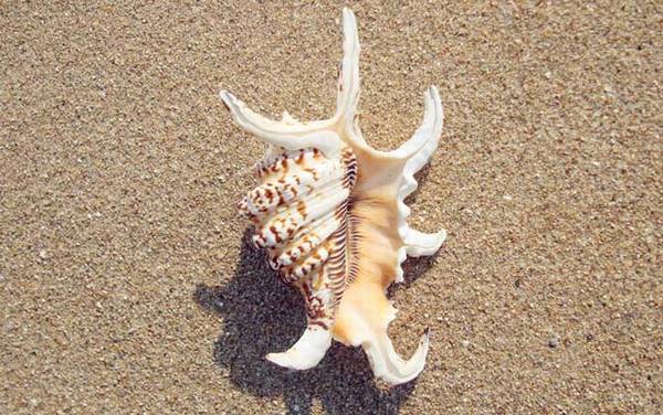 水字螺是什么螺?