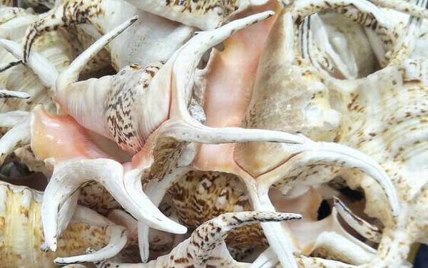 水字螺是什么螺?