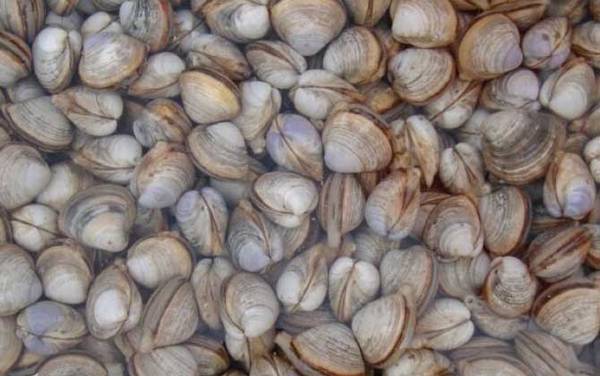 白蛤是什么动物?