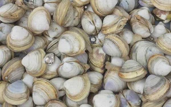 白蛤是什么动物?