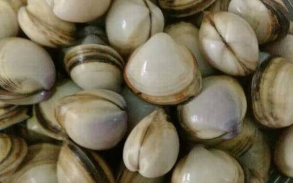 白蛤是什么动物?