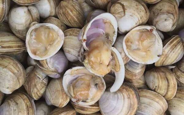 白蛤是什么动物?