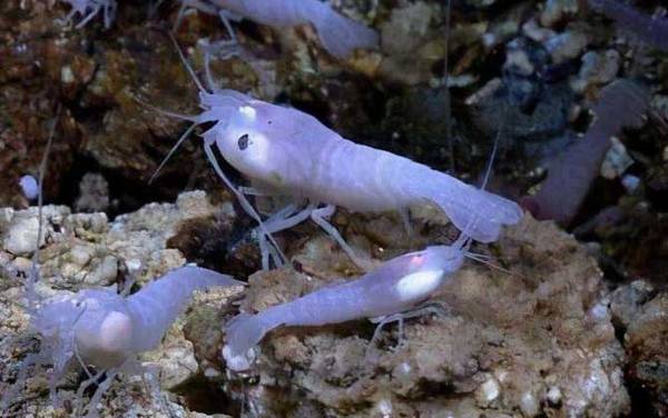 白色盲虾是什么虾?