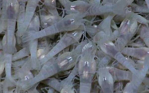 白色盲虾是什么虾?