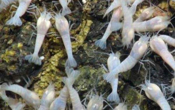 白色盲虾是什么虾?
