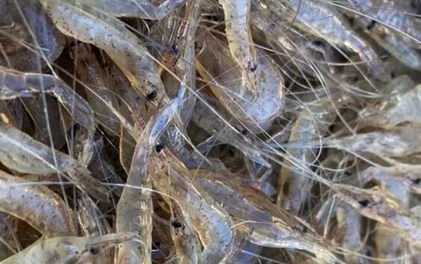 白虾是什么动物?