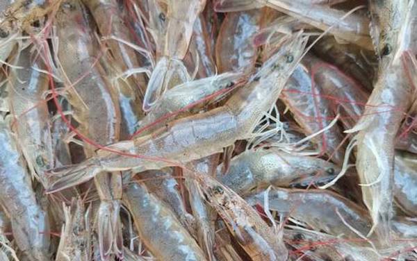 白虾是什么动物?