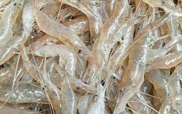 白虾是什么动物?