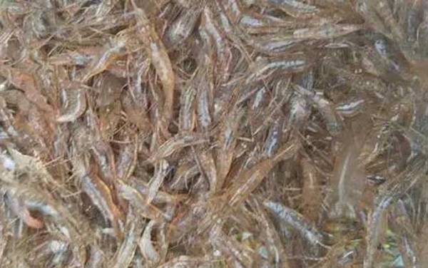 白虾是什么动物?