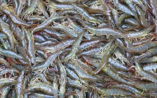 白虾是什么动物?