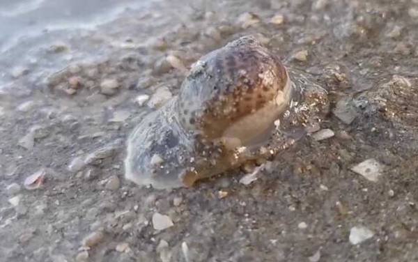 斑玉螺是什么动物?