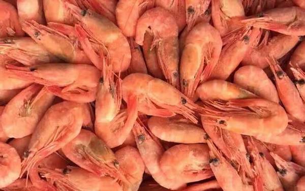 北极虾是什么虾?