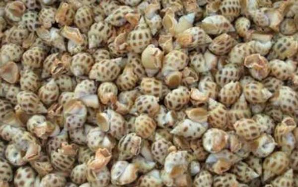 斑玉螺是什么动物?