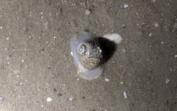 斑玉螺是什么动物?