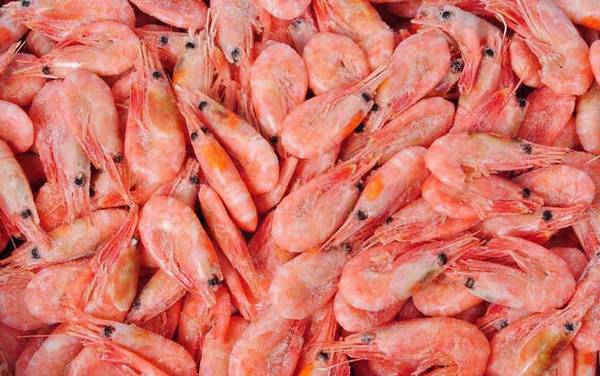 北极虾是什么虾?