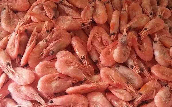 北极虾是什么虾?