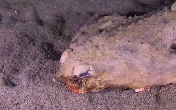 蝙蝠鱼是什么鱼?