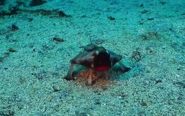 蝙蝠鱼是什么鱼?