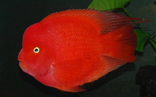 财神鱼是什么鱼?