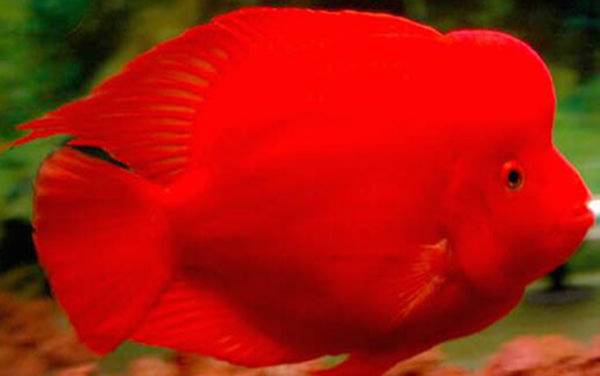 财神鱼是什么鱼?