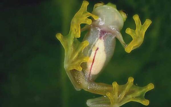 玻璃蛙是什么动物?