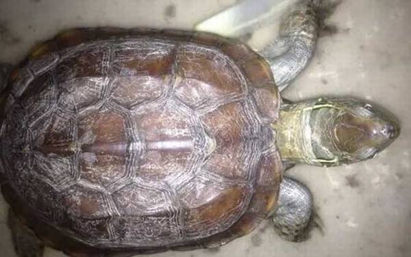 宠物龟种类名称及图片大全